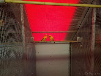 Aratinga sluneční kr.24 - 2