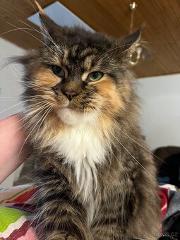 Mainská mývalí - 2