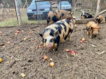 Kaneček Kune Kune - 2