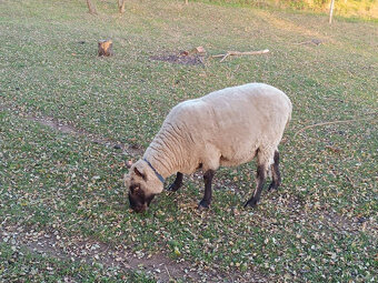 Beran Clun Forest - 2