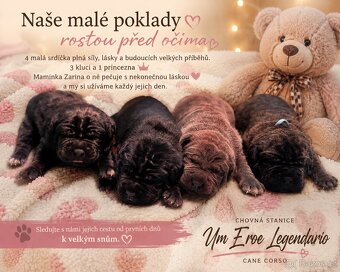 Prodám štěňátka Cane Corso s PP - 2