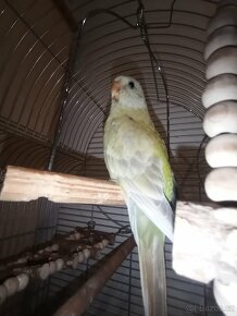 Papoušek zpěvavý - 2