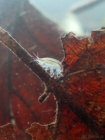 Živá potrava - mexický blešivec (gammarus) - 2