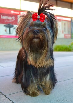 Jorkšírský teriér / Yorkshire Terrier s PP (FCI) - 2