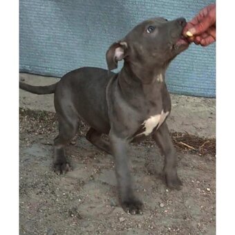 American Bully xl - 2