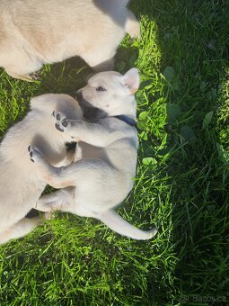 Štěňata labradora - 2