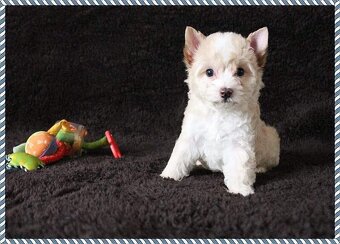 Yorkshire terrier s PP - jorkširsky terier - 2
