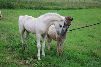 Luxusní welsh moutain pony - 2