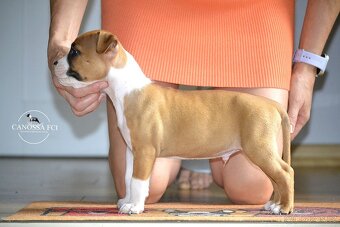 Americký stafordšírský teriér, pes po rodičích z USA - 2