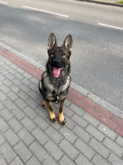 Nabízím krytí - Německý ovčák - 2