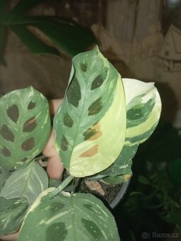 Panašovaná pokojová rostlina - Maranta leuconeura variegata - 2