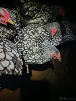 Kohouti Vaydontka zdrobnělá stříbrná černě lemovaná - 2