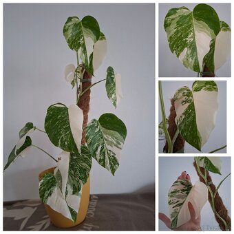 Pokojové rostliny - monstera albo, thai, syngonium albo.. - 2