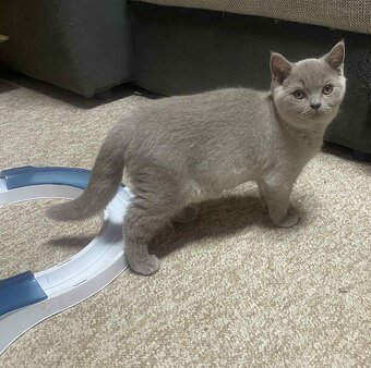 Britské kotě s PP - kocourek - 2