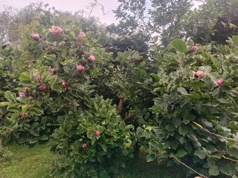 Zahrada s chatkou - 2