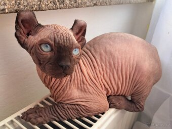 Exkluzivní koťátka Sphynx Elf – možnost rezervace - 2