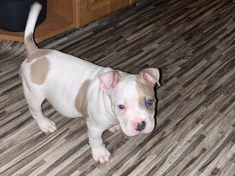 American bully pocket - 2