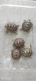 Želva pardálí - 2