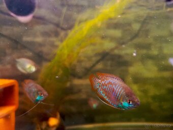 Zakrslí Cichavec colisa lalia - 2