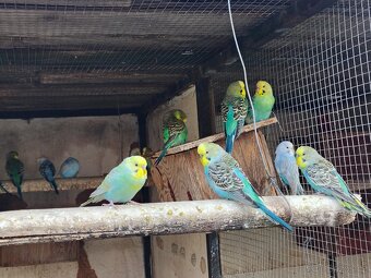 Prodám andulky ,alexandr malý,žako - 2