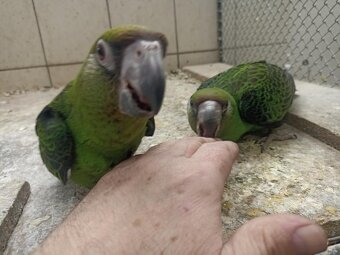 Papoušek Konžský GG - 2