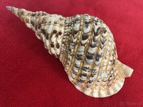 Charonia tritonis 336 mm - 2
