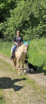 Klisna Quarter Horse nar. 2012 - 2
