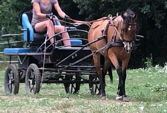 Welsh pony klisna - 2