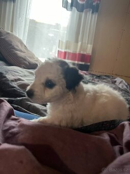 Prodám štěně Jack russel teriér - 2