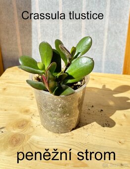 Crassula,Crassula ovata, tlustice, Money plant - 2