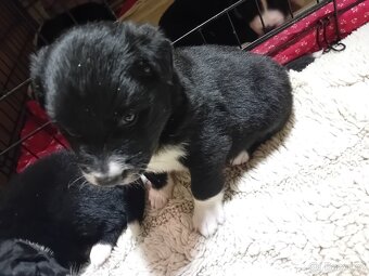 Pes Border collie na prodej - 2