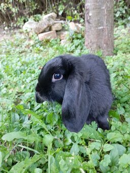Zakrslý francouzský králíci rodu beránek - 2