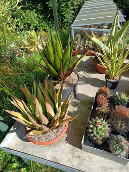 Agave jako dar - 2