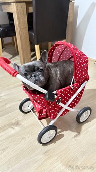 🐶 Hledáme milující domov pro fenku Minnie ♥️ - 2