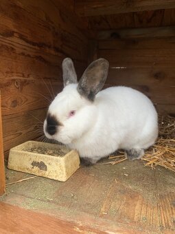 Kalifornský černý - 2