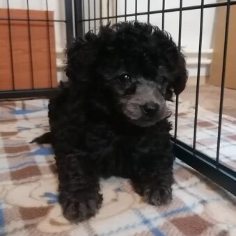 Pudl trpasličí - 2