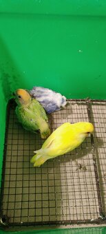 Agapornis ružohrdly - 2