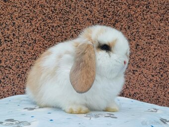 ★MiniLop Králíčci s odběrem na Vánoce ★ - 2