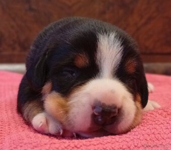 Entlebušský salašnický pes - 2