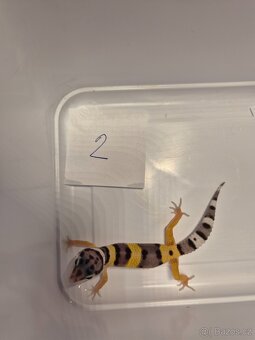 Gekončík noční - 2