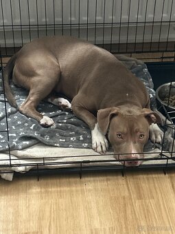 Štěně staford - 2