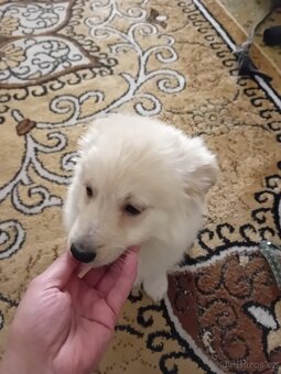 Německý špic bílý - 2