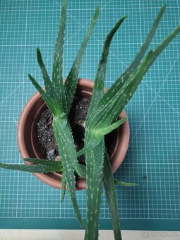 aloe vera - 2