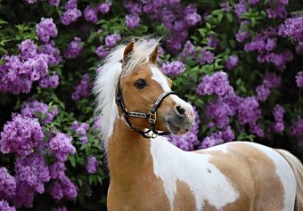 Připouštění plemenným hřebcem amerického minihorse - 2
