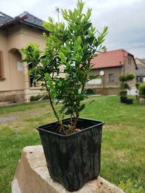 Buxus - Zimostráz - Krušpán 10-15cm - 2