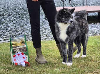 Akita inu s PP, žíhaná fenka - 2