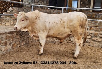 Plemenní býci Charolais - II.turnus 2025 - 2