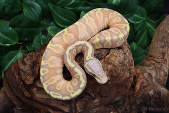 Krajta královská.GHI Banana Pastel het Pied - samice - 2