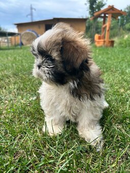 Shih-tzu - 2