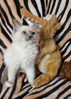 Ragdoll koťátka s PP od FIFE - 2